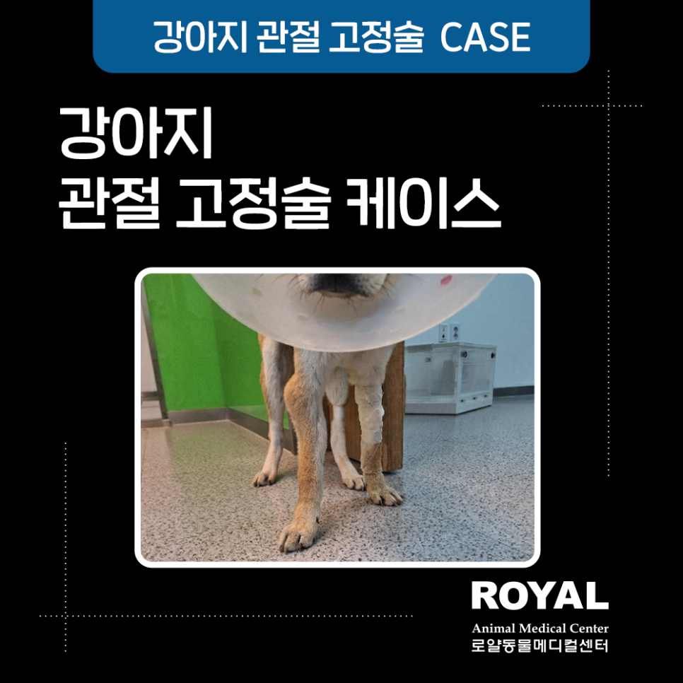 파행 심했던 유기견, 골절 방치된 다리…관절고정술로 다시 걷다!