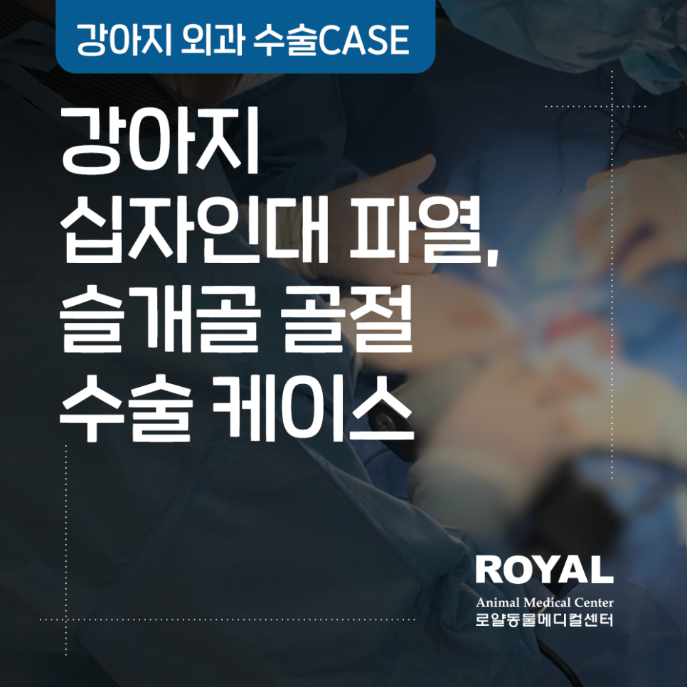 강아지 십자인대파열, 슬개골골절 수술 케이스_외과 정인성 대표원장