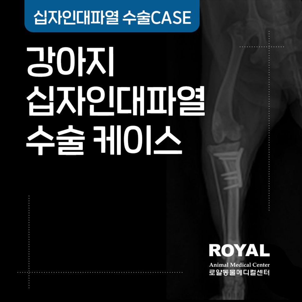 강아지 십자인대파열 수술 케이스_외과 김세훈 원장
