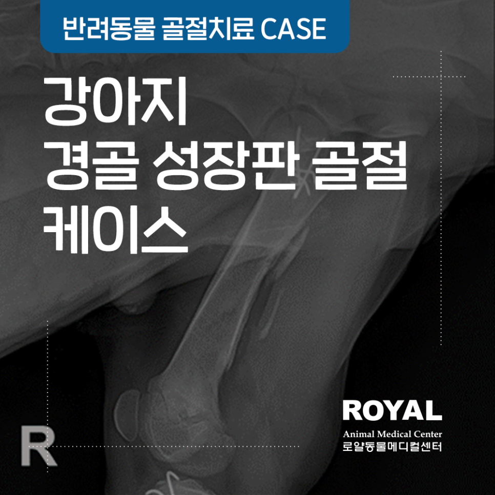 강아지 경골성장판골절 수술 및 치료 케이스_외과 김세훈 원장