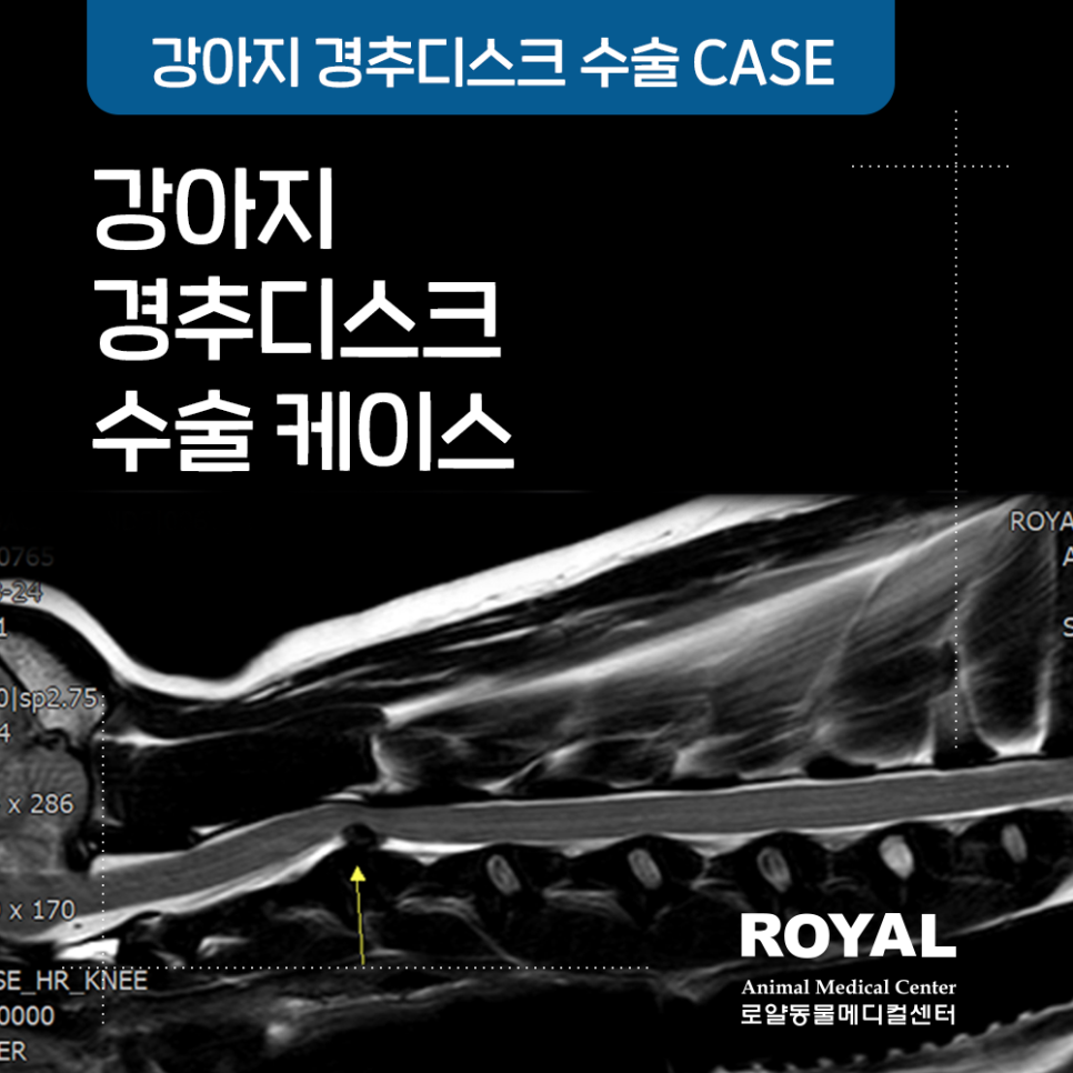 강아지 경추 디스크 수술 케이스