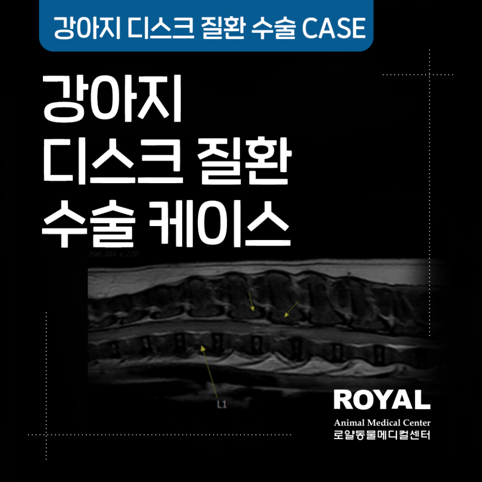 강아지 디스크 질환 수술 케이스_외과 김세훈 원장