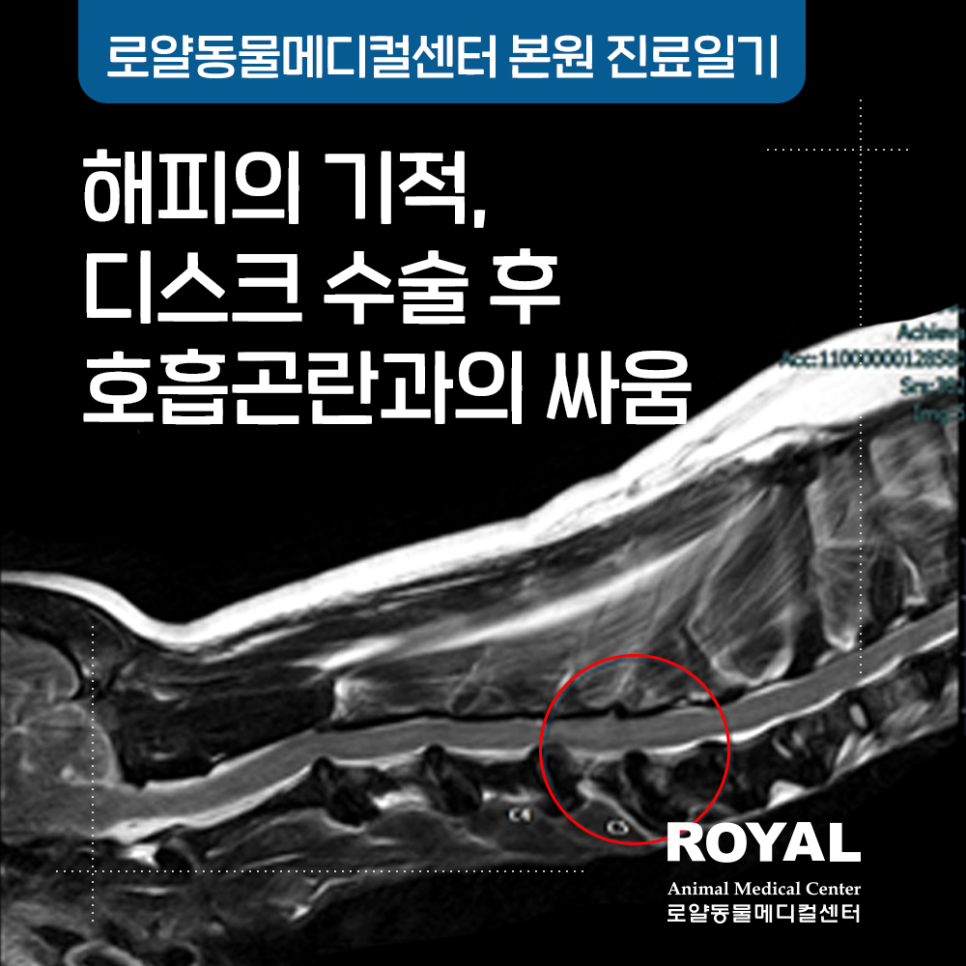 해피의 기적 – 디스크 수술 후 호흡곤란과의 싸움