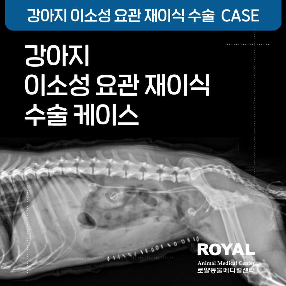 강아지 요실금의 원인, 이소성 요관 수술