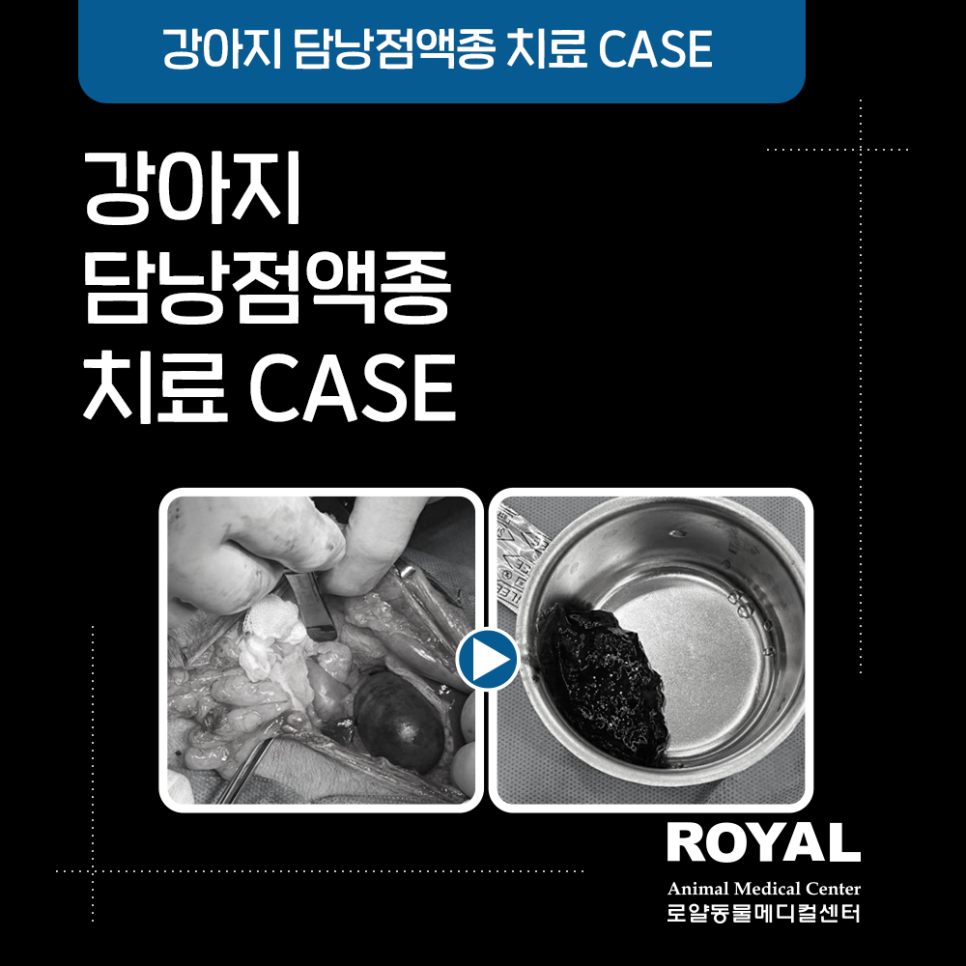 강아지 담낭점액종, 담낭이 터지기 전에 꼭 알아야 할 점!