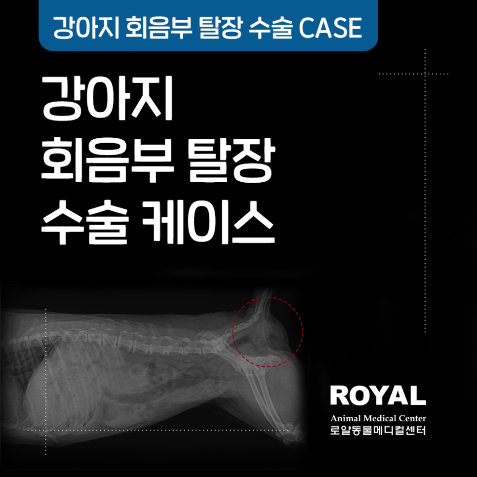 강아지 회음부 탈장 수술 케이스
