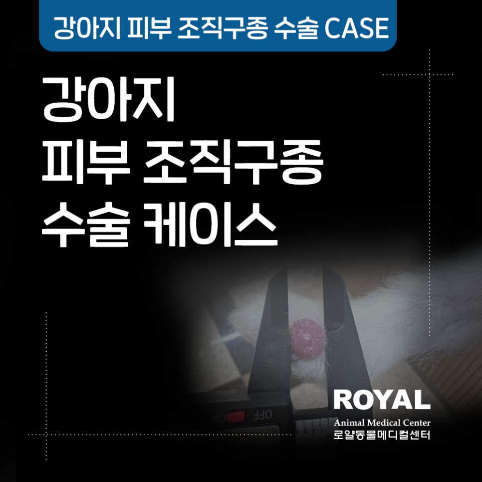 강아지 피부 조직구종 수술 케이스
