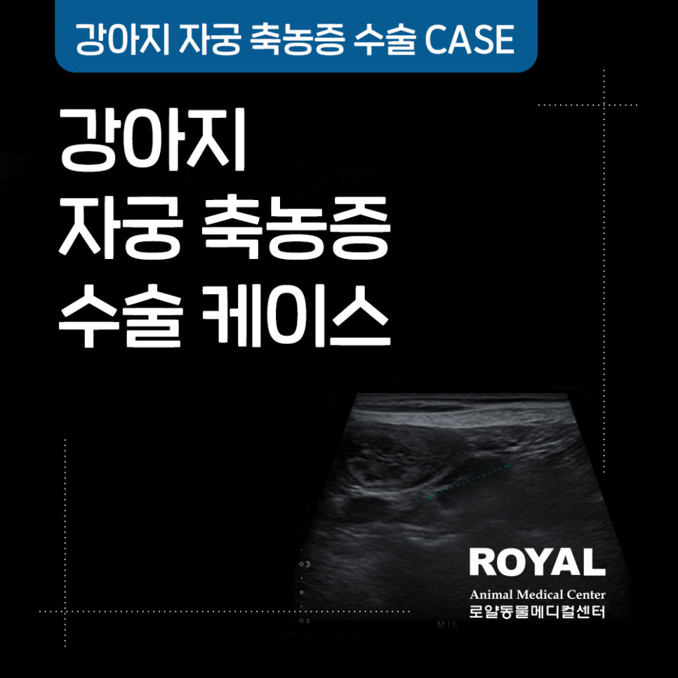 강아지 자궁 축농증 수술 케이스