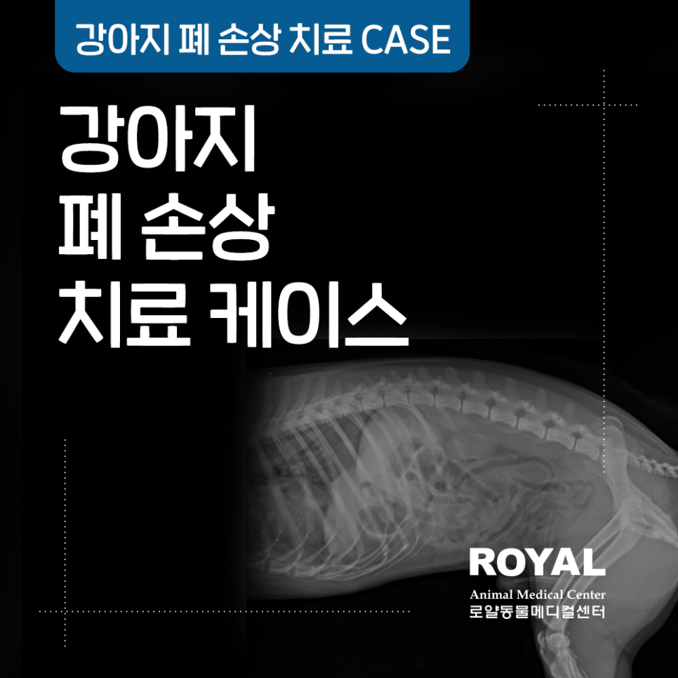 강아지 폐 손상 치료 케이스_외과 김세훈 원장