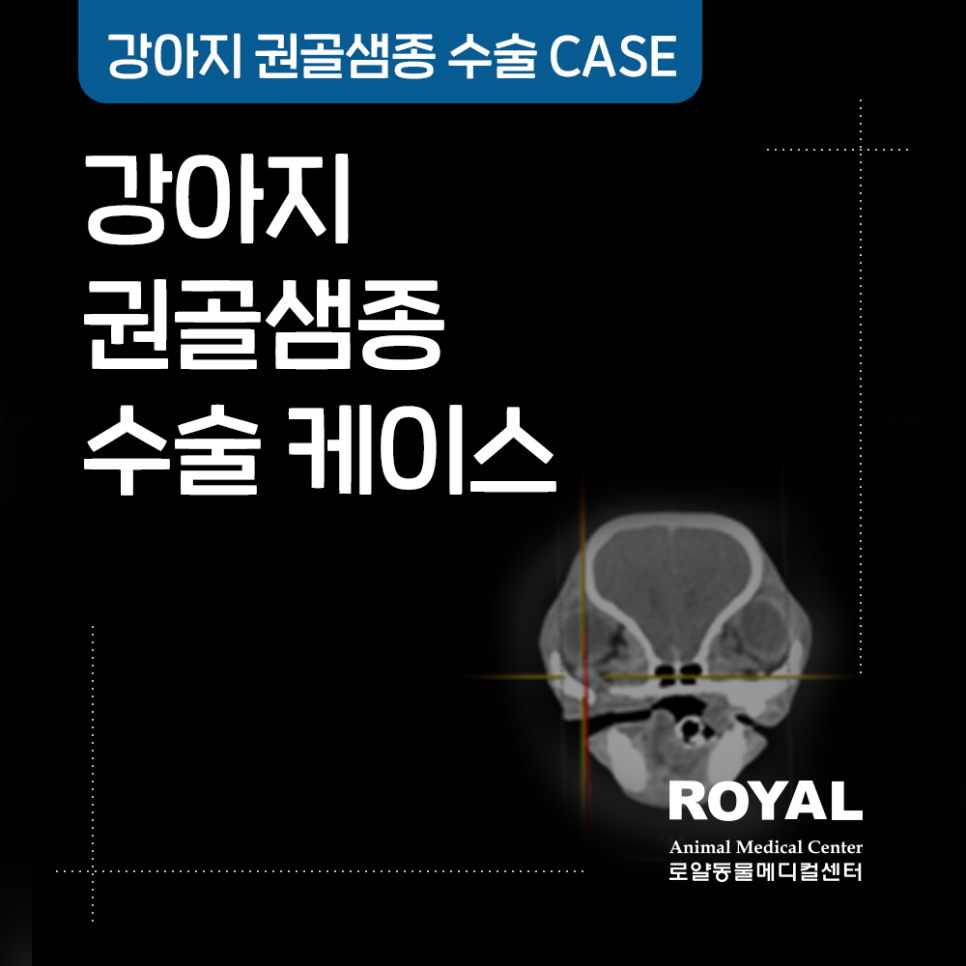 강아지 권골샘종 수술 케이스