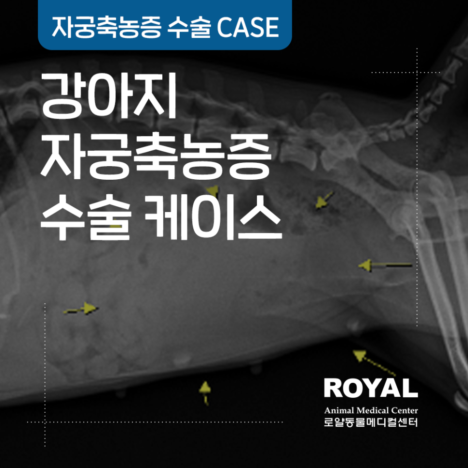 강아지 자궁축농증 수술 케이스_외과 김세훈 원장
