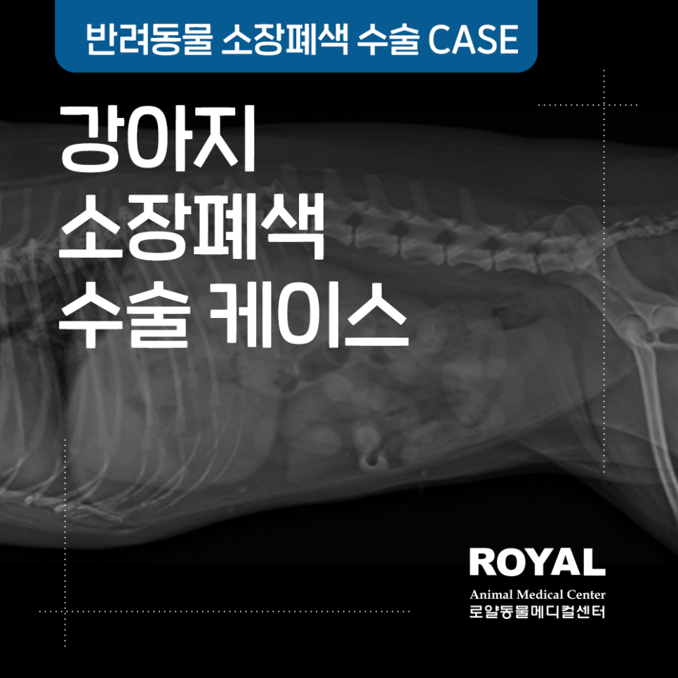 강아지 아몬드 섭취, 소장폐색 수술케이스_외과 김세훈 원장