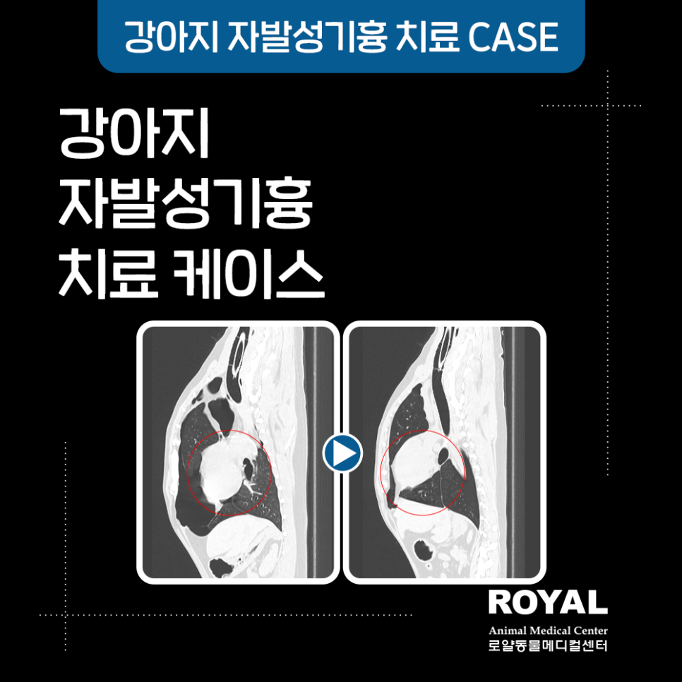 강아지 자발성 기흉치료 케이스