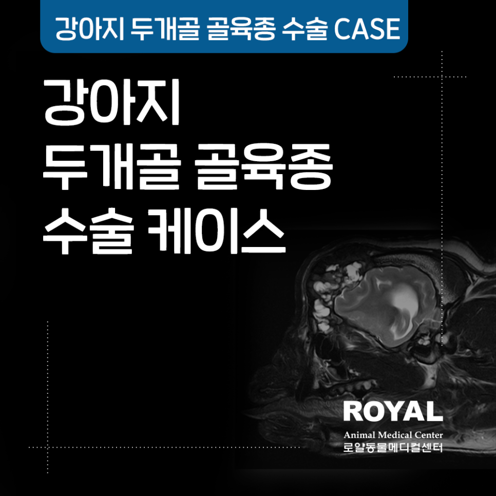 강아지 두개골 골육종 수술 케이스