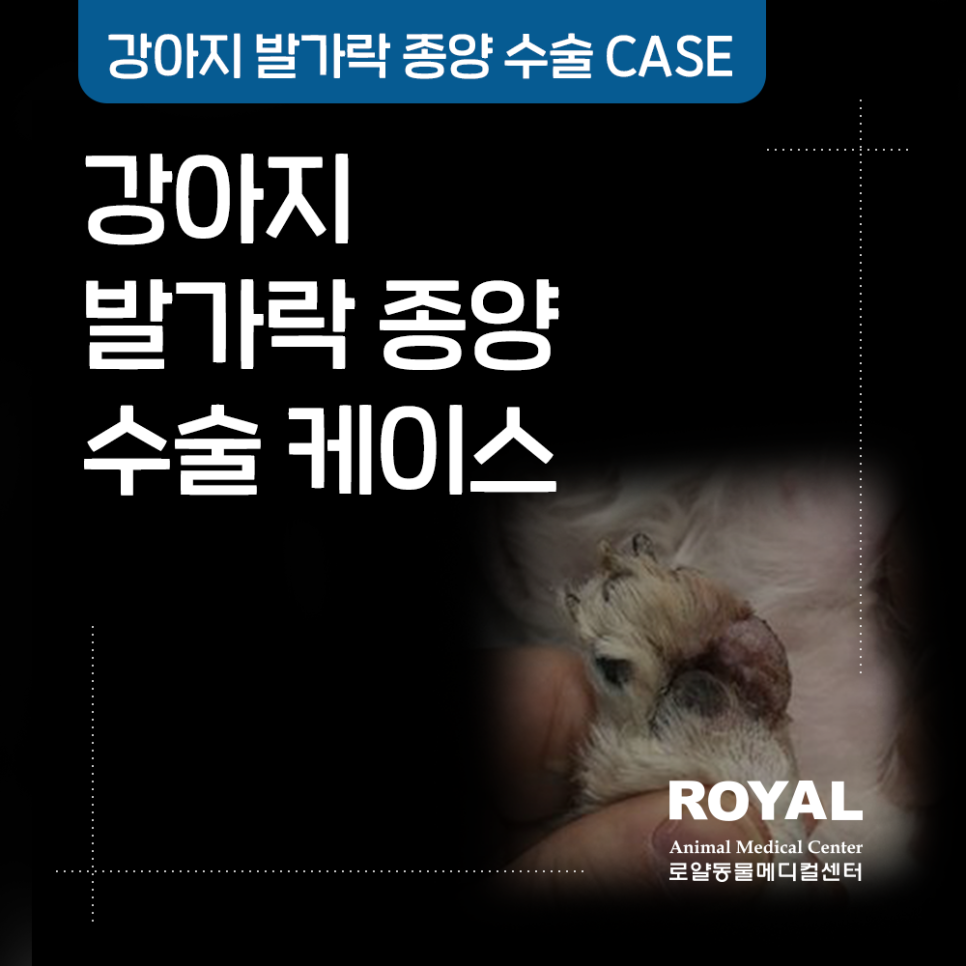 강아지 발가락 종양 수술 케이스
