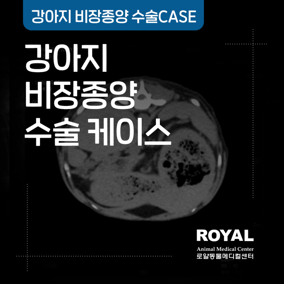 강아지 비장종양 수술 케이스_외과 김세훈 원장