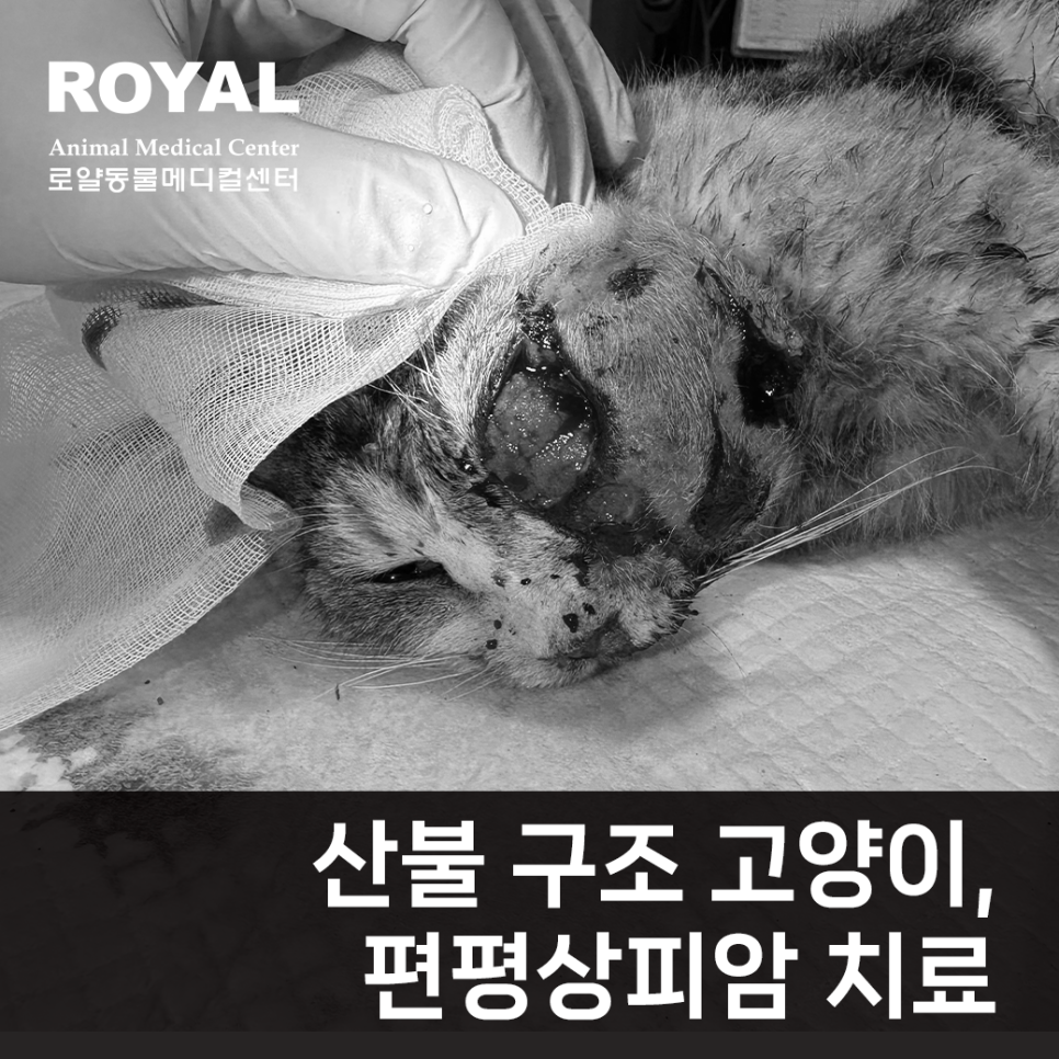 산불 구조 고양이, 편평상피암 치료 케이스