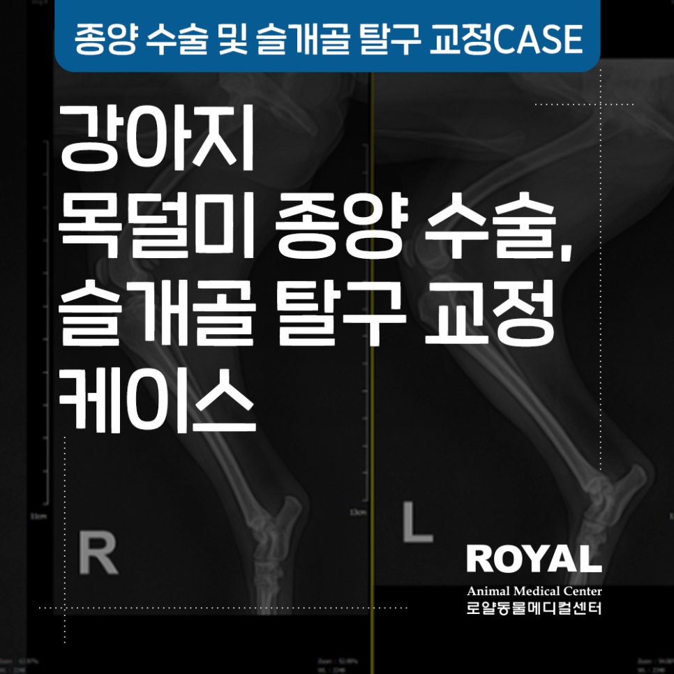 강아지 목덜미 종양 수술, 슬개골 탈구 교정 케이스_외과 김세훈 원장