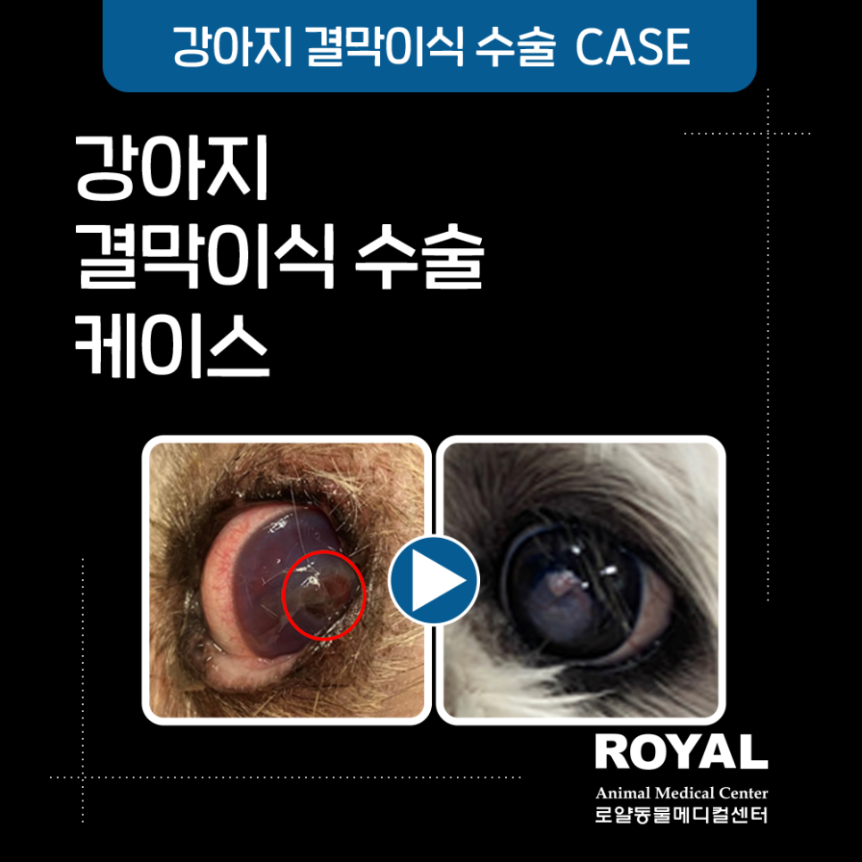 강아지 결막이식 치료 케이스