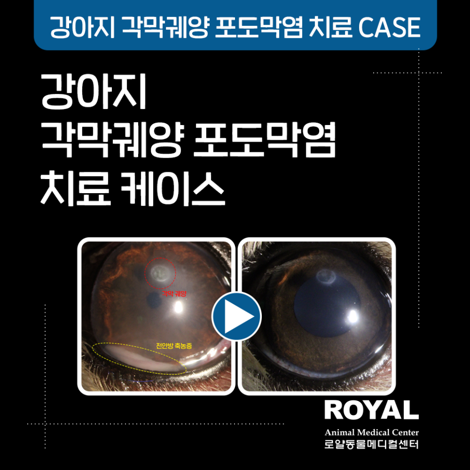 강아지 각막궤양 포도막염 치료 케이스
