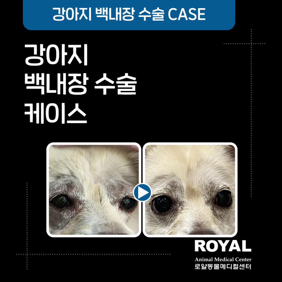 서울강아지백내장수술, 시기를 놓치지 말고