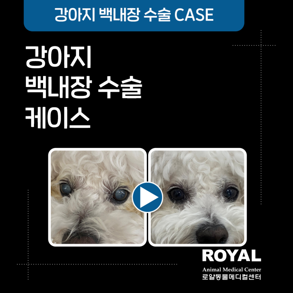 중랑구강아지백내장수술, 초기 증상이 있다면 빠르게
