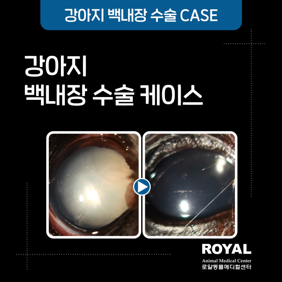 강아지 백내장 수술 케이스