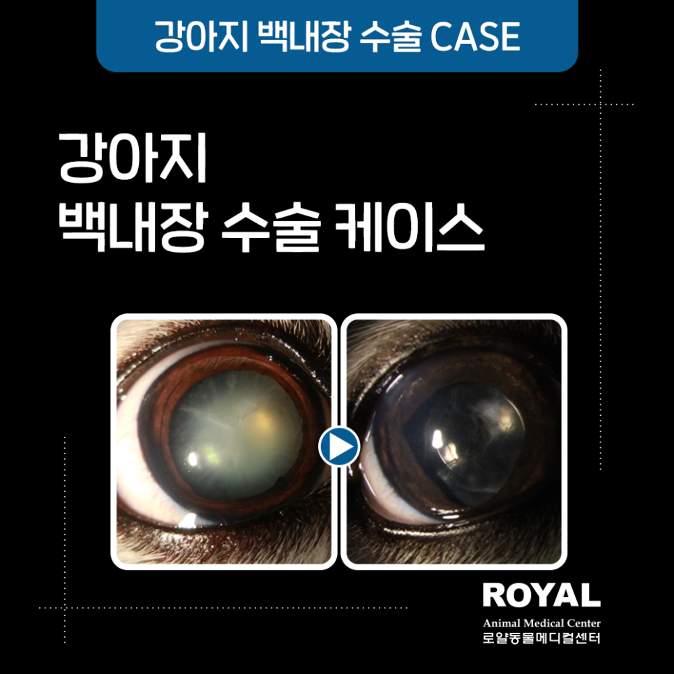 강아지 백내장 수술 케이스