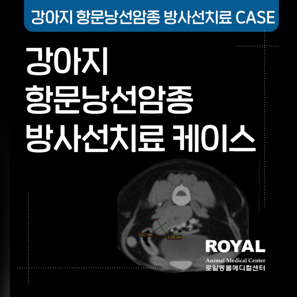 강아지 항문낭선암종 방사선 치료 케이스