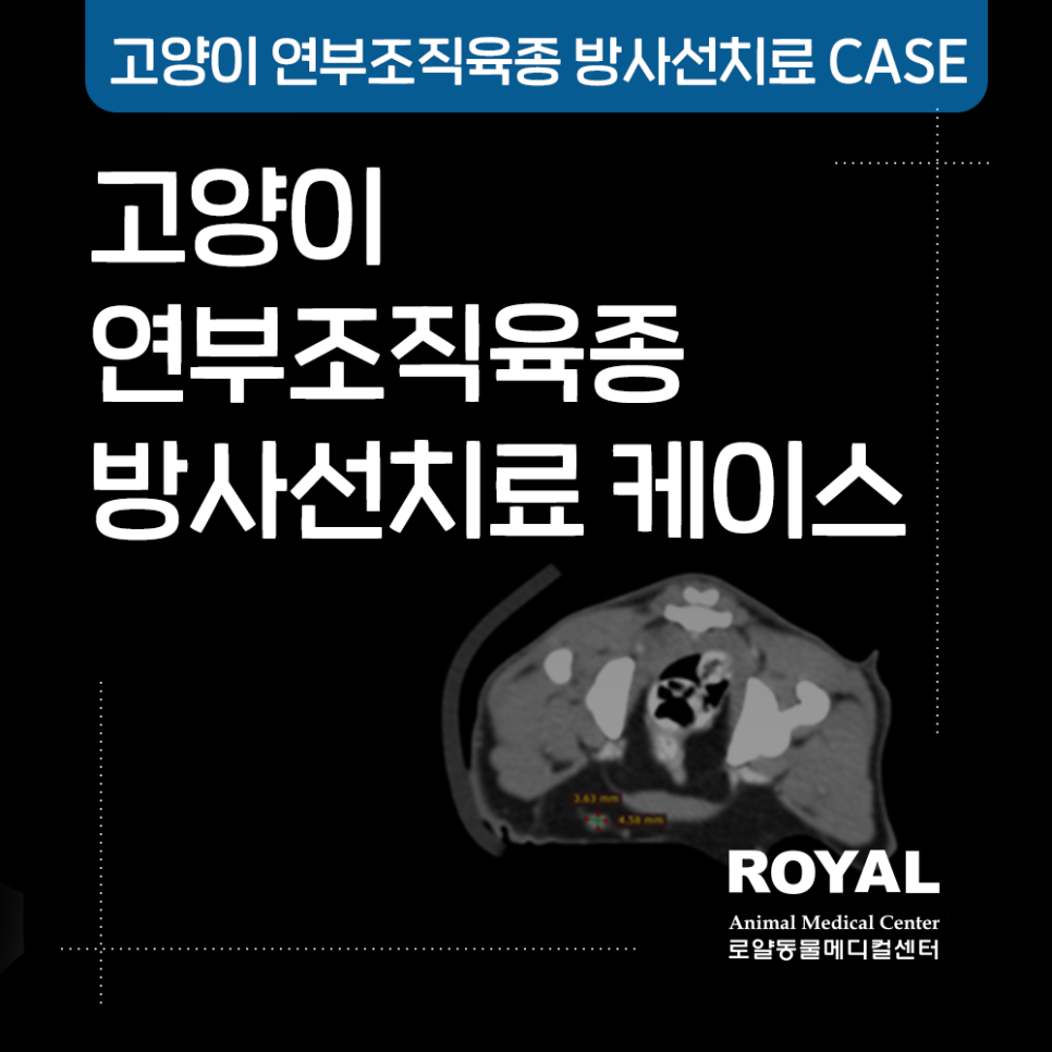 고양이 연부조직육종 방사선 치료 케이스