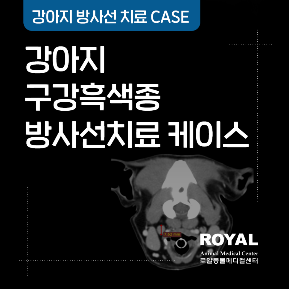 강아지 구강 흑색종 방사선 치료 케이스