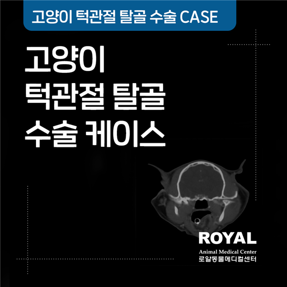 고양이 턱관절 탈골 수술 케이스
