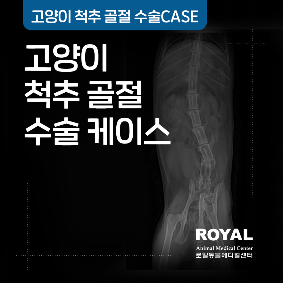 고양이 척추 골절 수술 케이스_외과 김세훈 원장