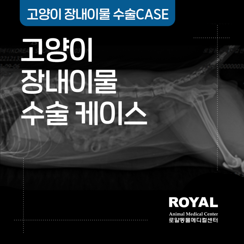 고양이 장내 이물 수술 케이스_외과 김세훈 원장