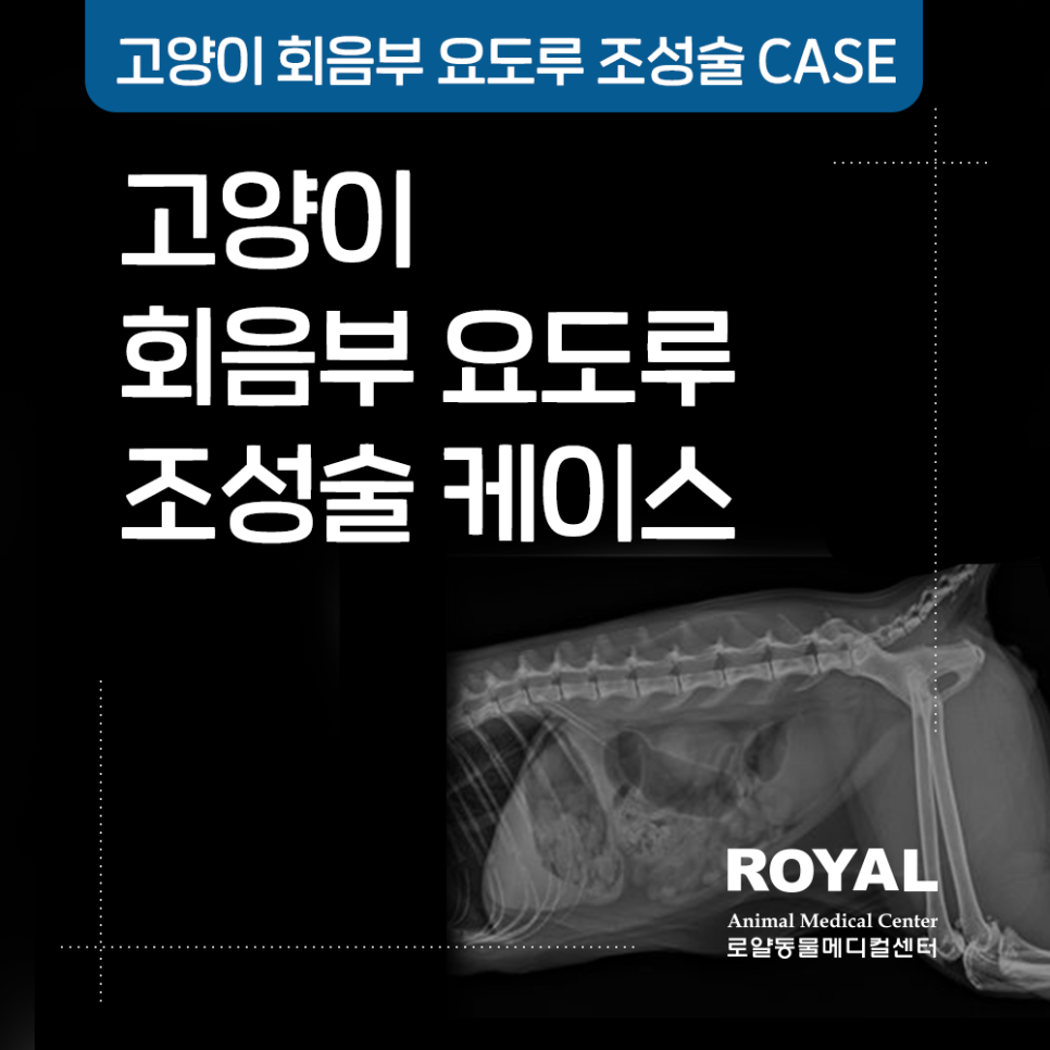 고양이 회음부 요도루 조성술 케이스