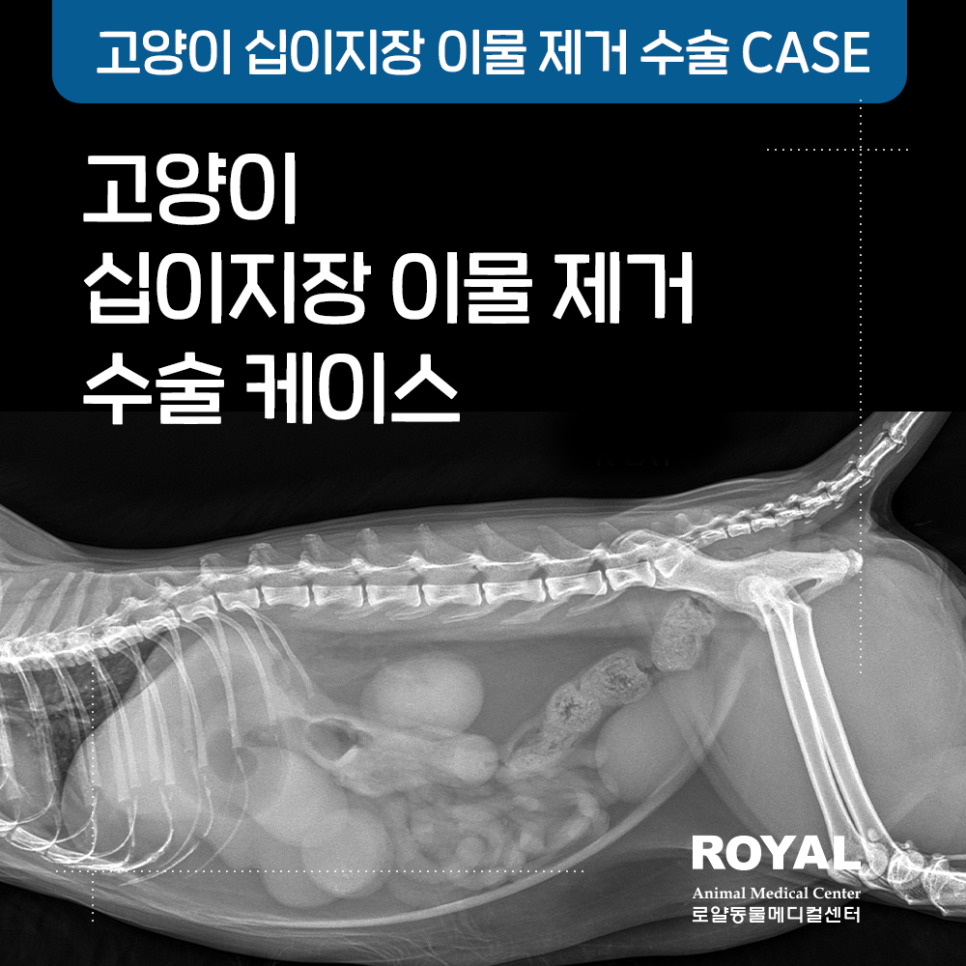 고양이 십이지장 이물 제거 수술 케이스