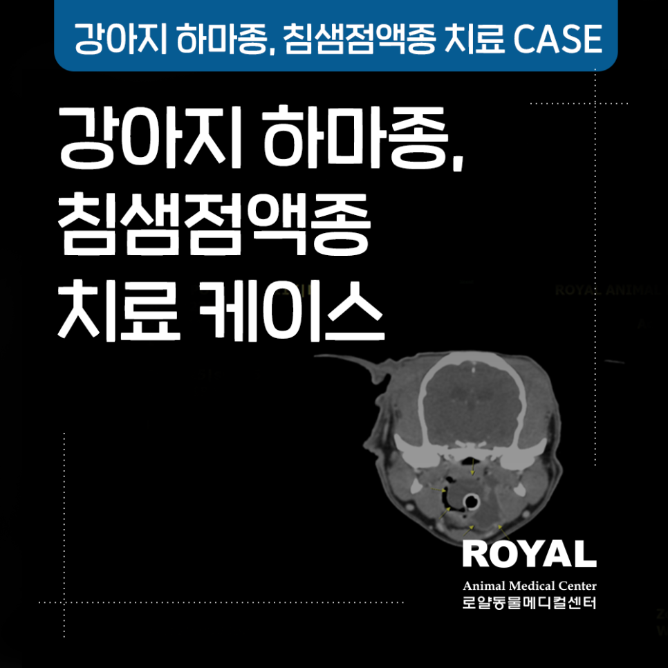 서울동물병원 강아지 하마종,침샘점액종 치료 케이스