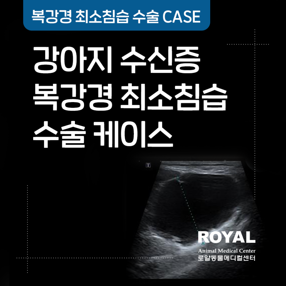 강아지 수신증 복강경 최소침습 수술 케이스