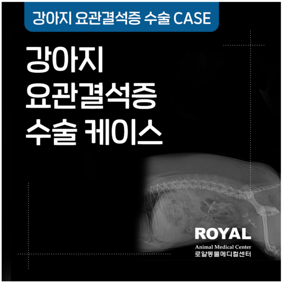 강아지 요관결석증 수술 케이스