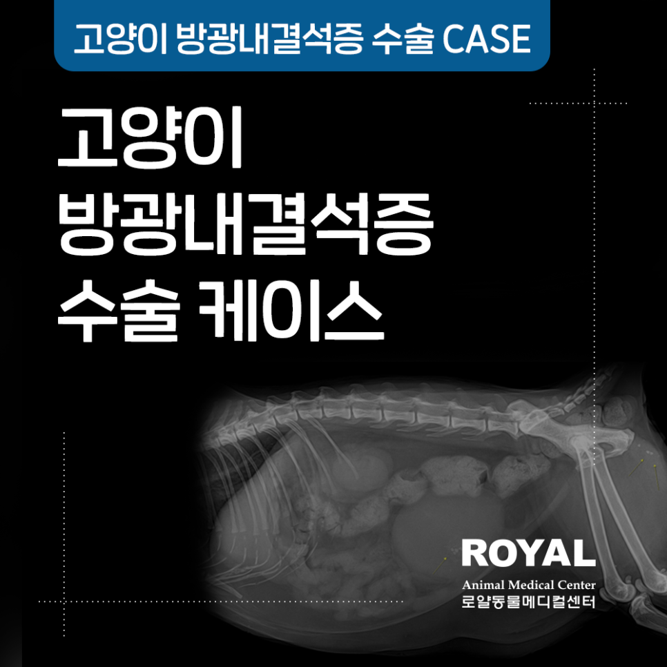 고양이 방광 내 결석증 수술 케이스