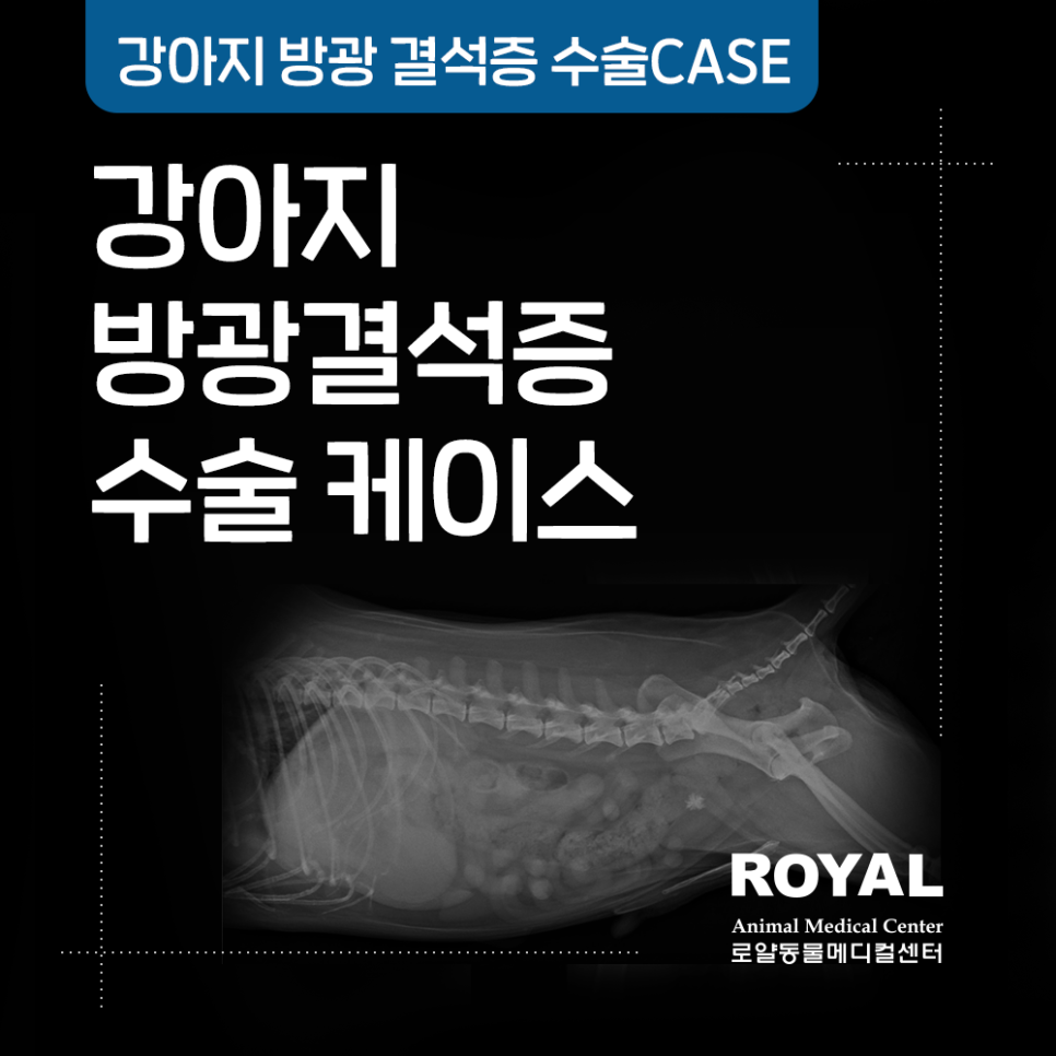강아지 방광결석증 수술 케이스_외과 김세훈 원장