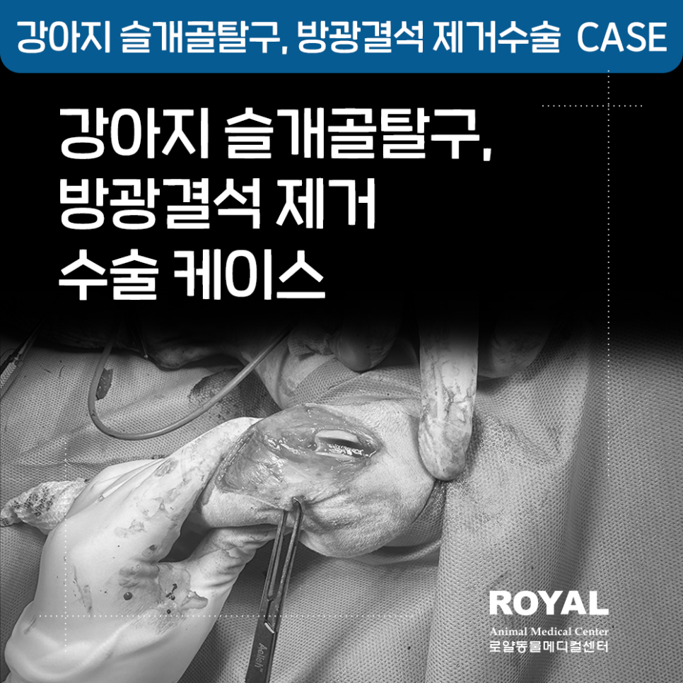 강아지 슬개골탈구, 방광결석 제거 수술 케이스