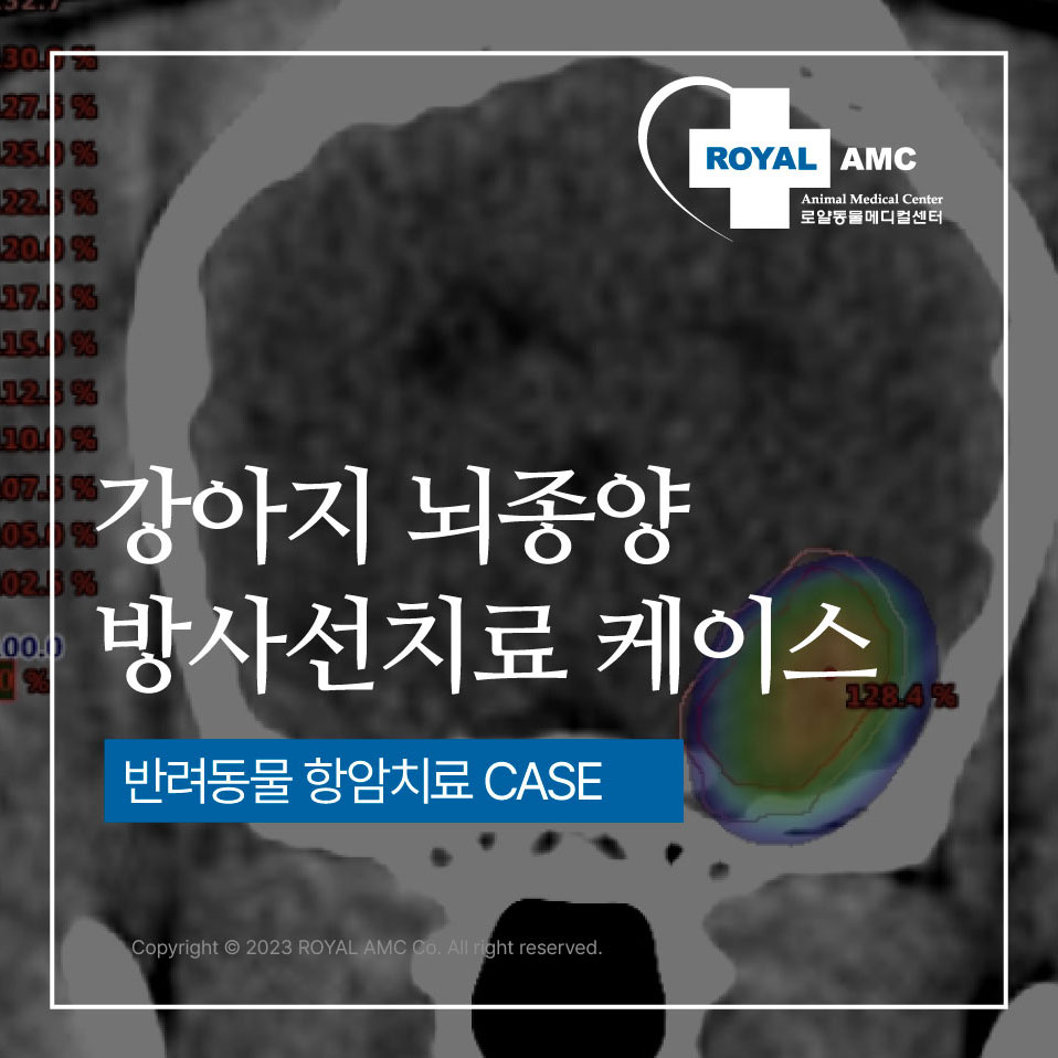 강아지 뇌종양 방사선치료케이스