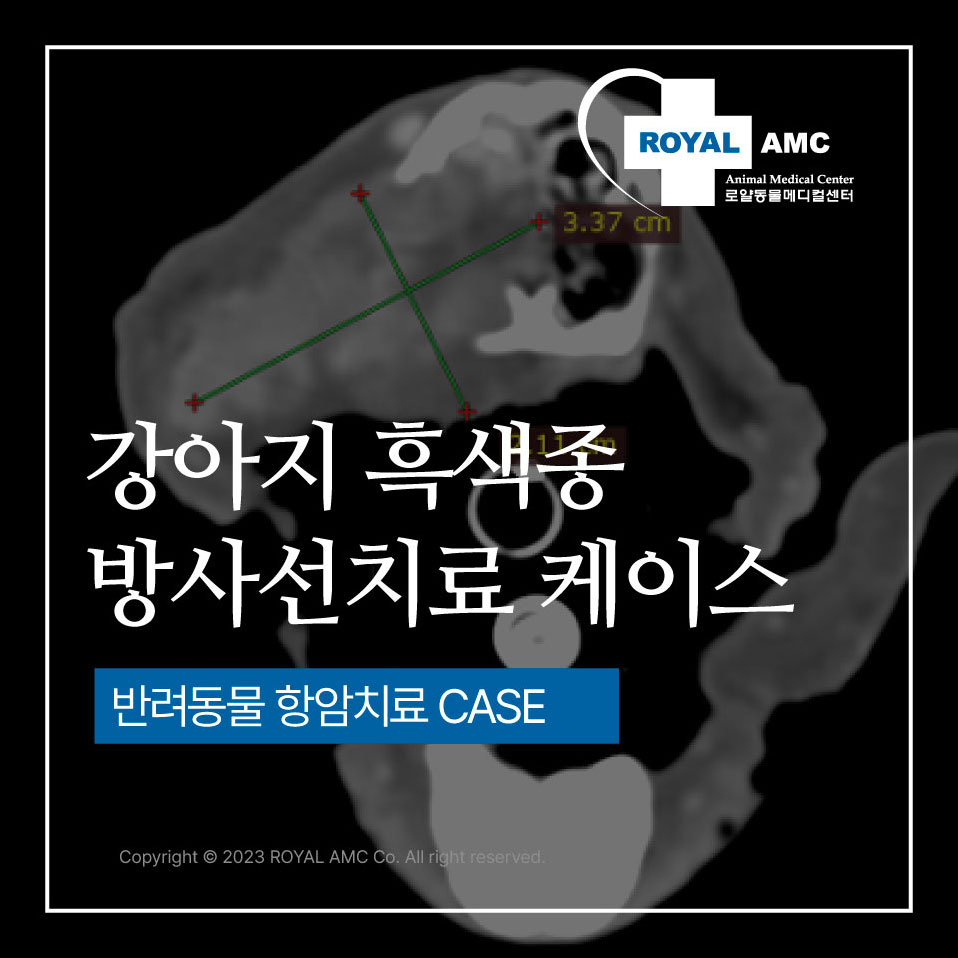 강아지 흑색종 방사선치료케이스