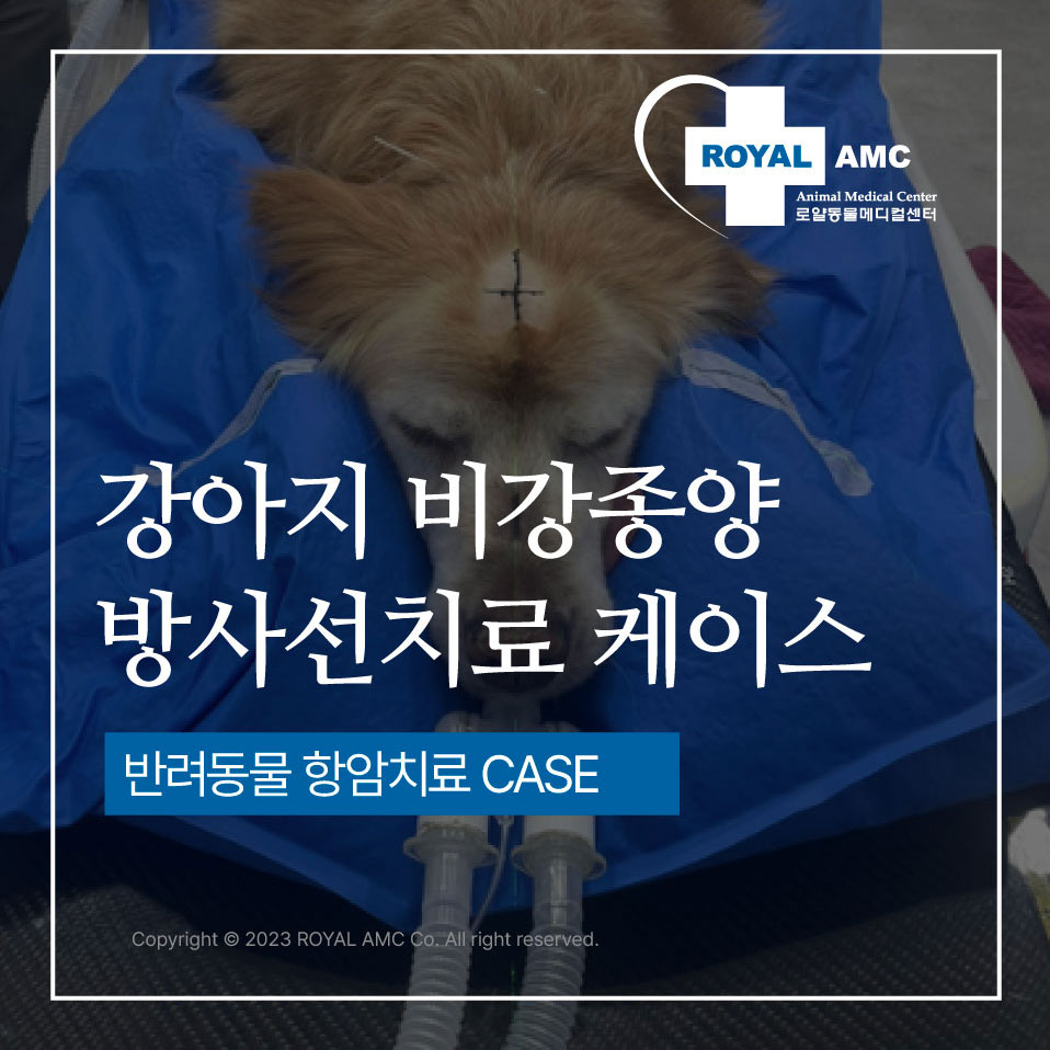 강아지 비강종양 방사선치료케이스