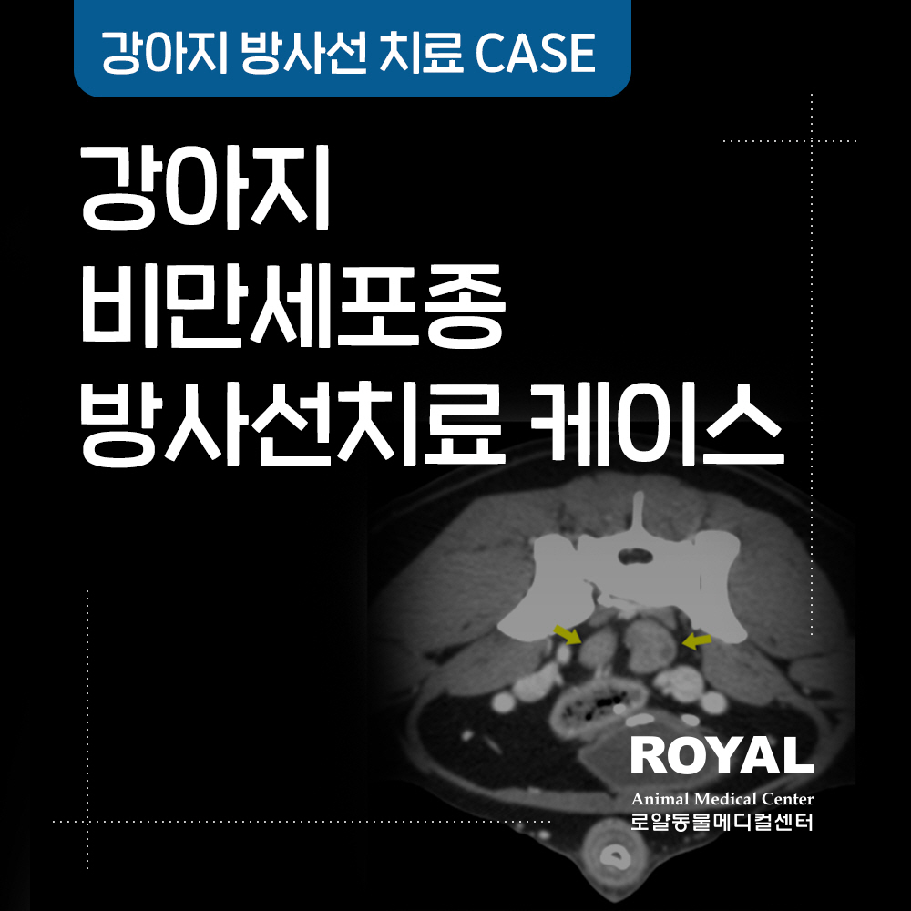 강아지 방사선치료후기