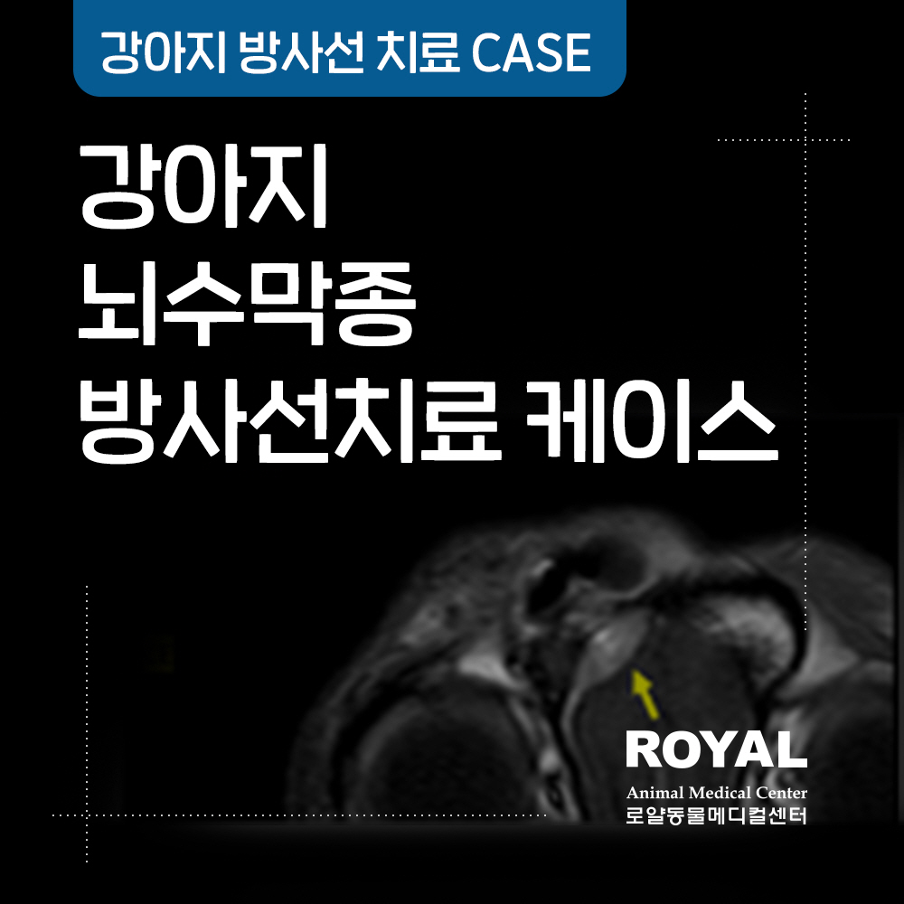 강아지 뇌수막종 방사선치료케이스
