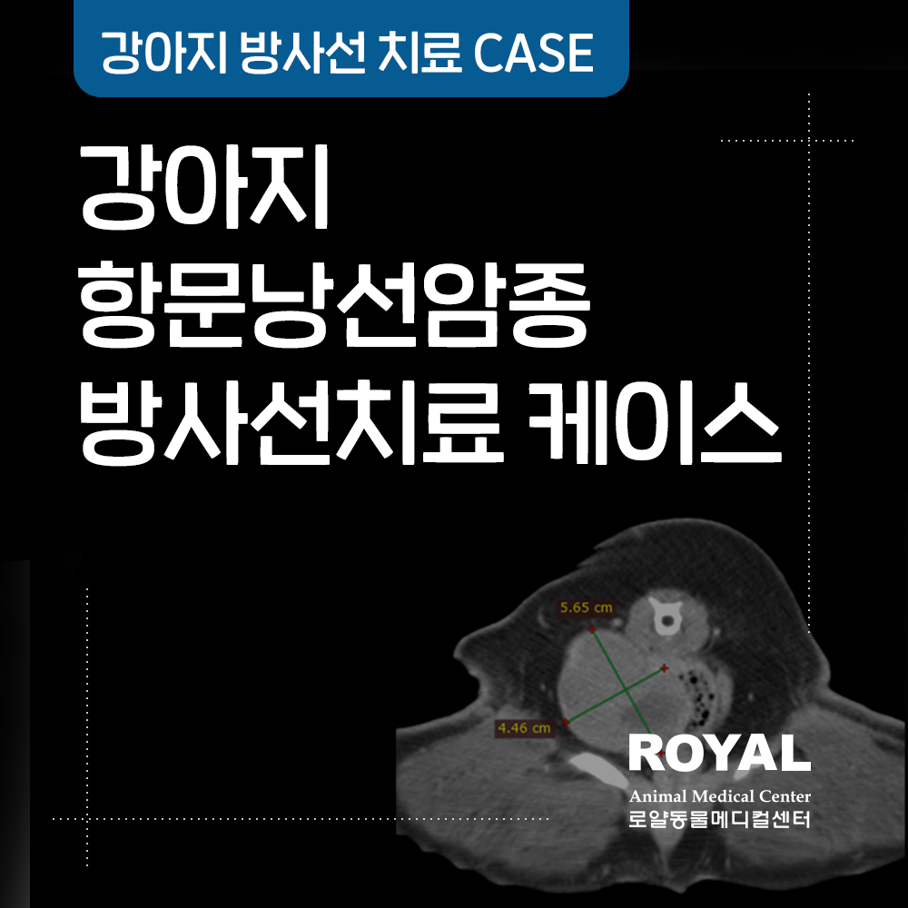 강아지 항문낭선암종 방사선치료케이스