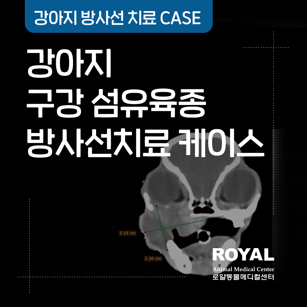 강아지 구강 섬유육종 방사선치료케이스