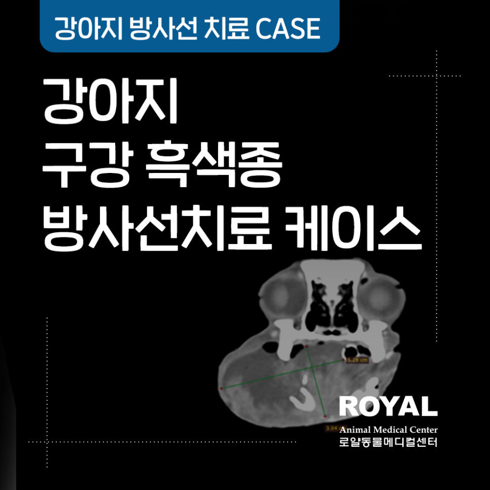 강아지 구강 흑색종 방사선치료케이스